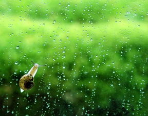 二十四节气雨水指什么?
