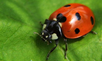 瓢虫的种类