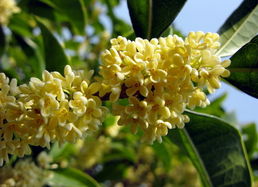 桂花是什么季节开的