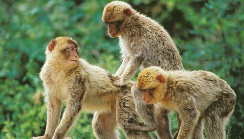 狗狗会来大姨妈吗?