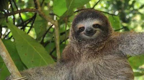 树獭和树懒一种动物吗怎么读?