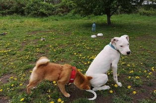 为什么猫咪天生就会用猫砂?