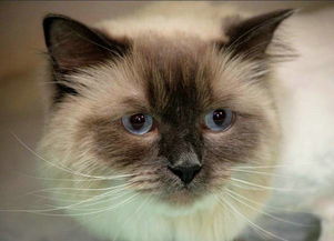 猫为啥会用猫砂