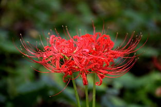 现世中红色彼岸花被称作什么