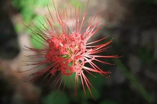 曼珠沙华别名红色彼岸花lycorisradiata又称引魂之花