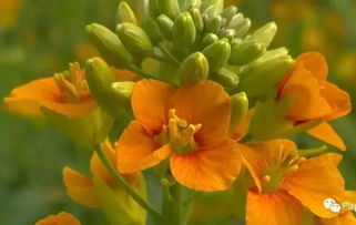 油菜花说说心情短语