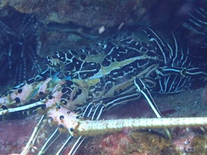 上九天揽月,下五洋捉鳖是什么意思?出处是哪里?