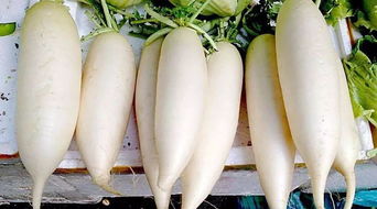 喝白萝卜煮的水,对健康有什么帮助呢?