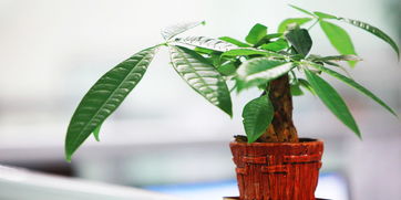 招财树和发财树有什么区别