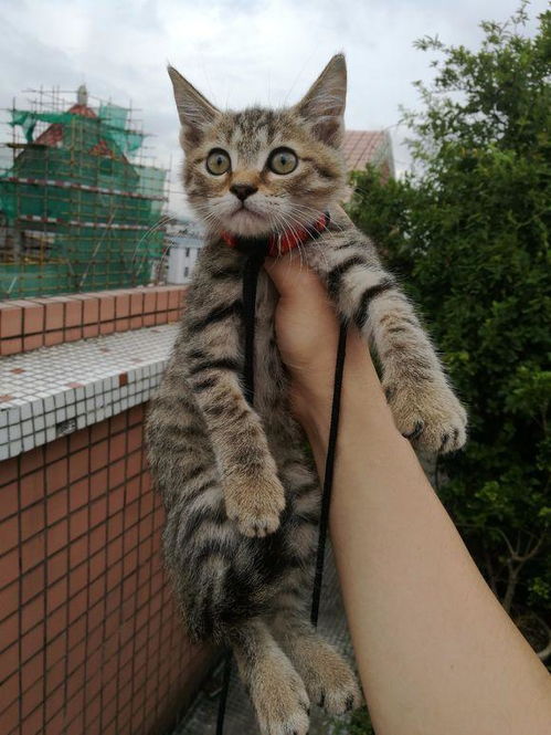 猫咪智商排行榜1-100名