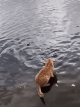 可上九天揽月,可下五洋捉鳖出自哪首诗