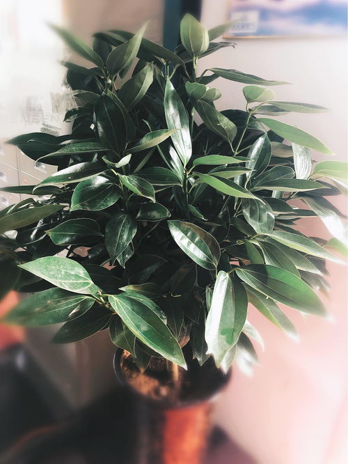 招财树和发财树