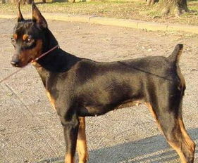 迷你杜宾犬的介绍