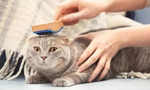 猫可以吃哪些食物?