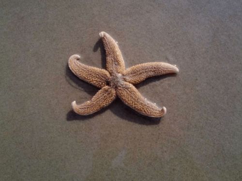 海星是一种动物,那么海星是怎样吃东西的呢?
