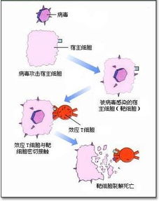 效应t细胞
