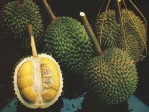 榴莲季节，榴莲季节成熟月份