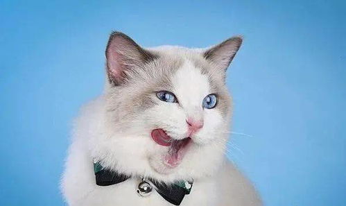 十大名贵猫，十大名贵猫排名