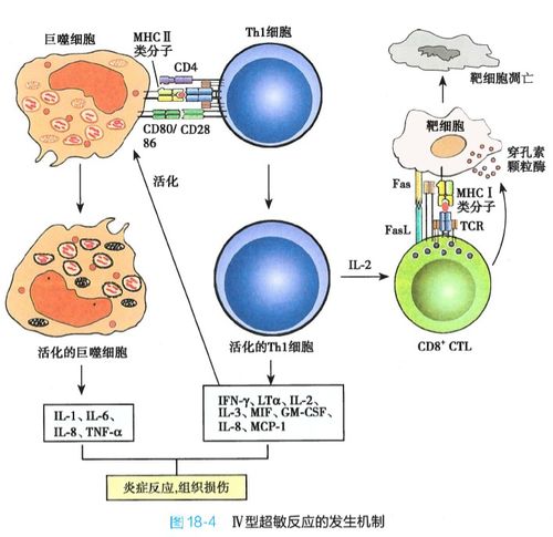 效应T细胞是什么。