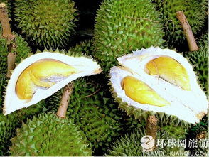 榴莲什么季节吃最好