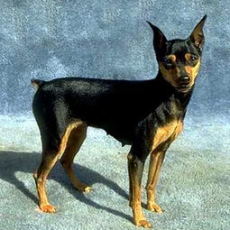 迷你笃宾犬