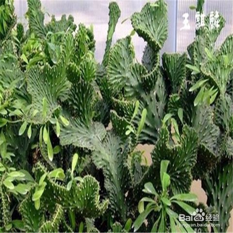玉麒麟的养殖方法?