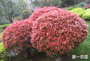 球花石楠，球花石楠图片