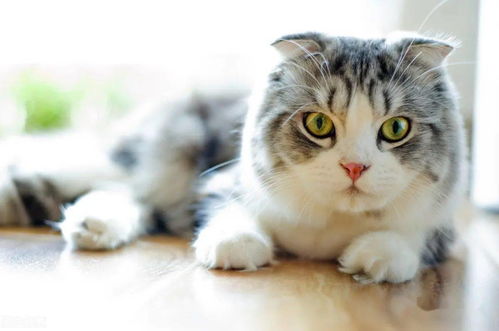 十大名贵猫品种
