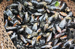 海虹的干清洗方法 干海虹肉怎么清洗