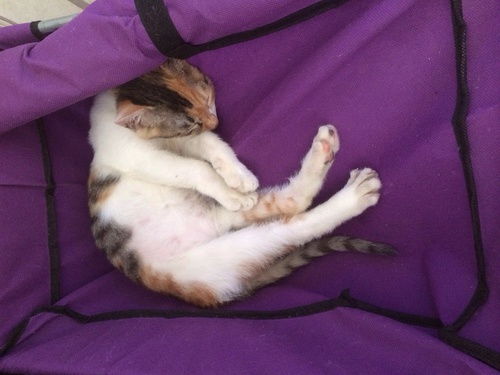 被猫咬伤了怎么办