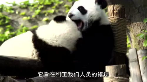 大熊猫的平均寿命是多少