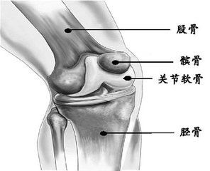 人体的八大关节你知道吗?
