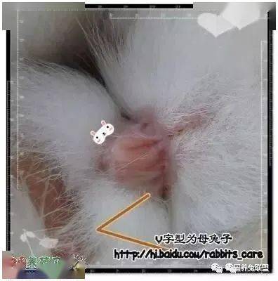 如何辨别兔子公母