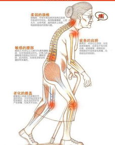 人体有多少块关节