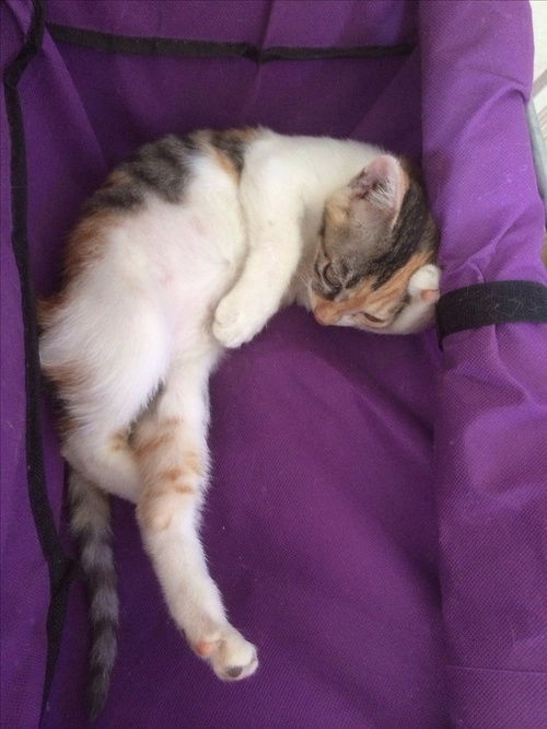 被猫咬了怎么办，被猫咬了怎么办出血了