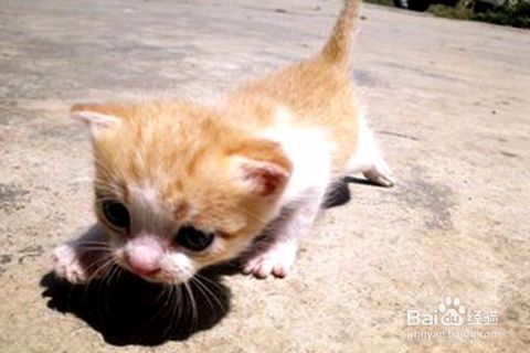 猫咪乱拉粑粑是什么原因