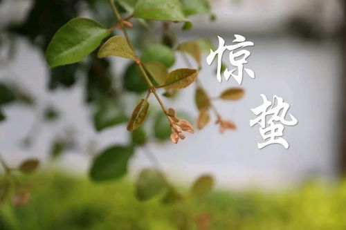 惊蛰到底是什么节日?