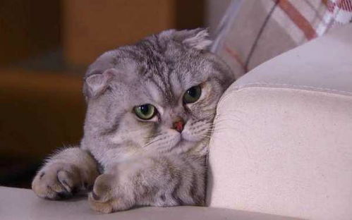 猫咪乱拉屎