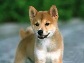 最近在研究狗的品种,我请问一下柴犬和秋田犬哪个贵?