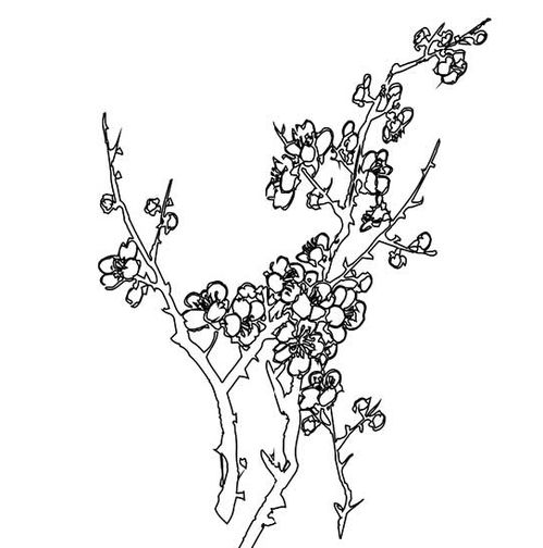 简笔画梅花怎么画?