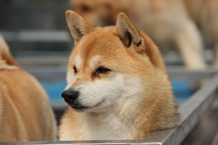 日本豆柴犬价格一般多少钱,纯种价钱至少需要多少钱?