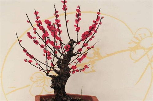 梅花寓意，梅花寓意及花语