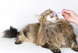 怎么给猫咪刷牙,猫咪刷牙注意事项