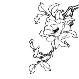 山茶花的画法