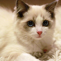 布偶猫怎么养，布偶猫怎么养才能爆毛