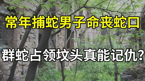 坟头蛇，坟头蛇为什么不能捉