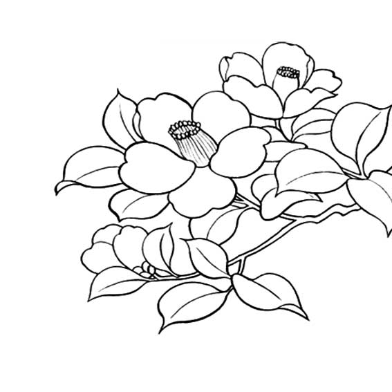 山茶花怎么画，山茶花怎么画又简单又美