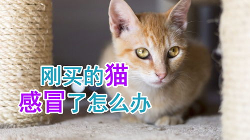 猫咪感冒了怎么治