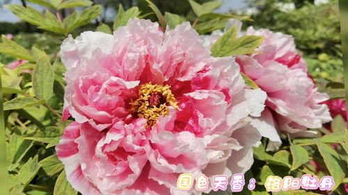 牡丹花是花中之王吗，牡丹花是花中之王吗,牡丹花是花露什么