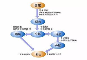 如何增加新陈代谢的速度